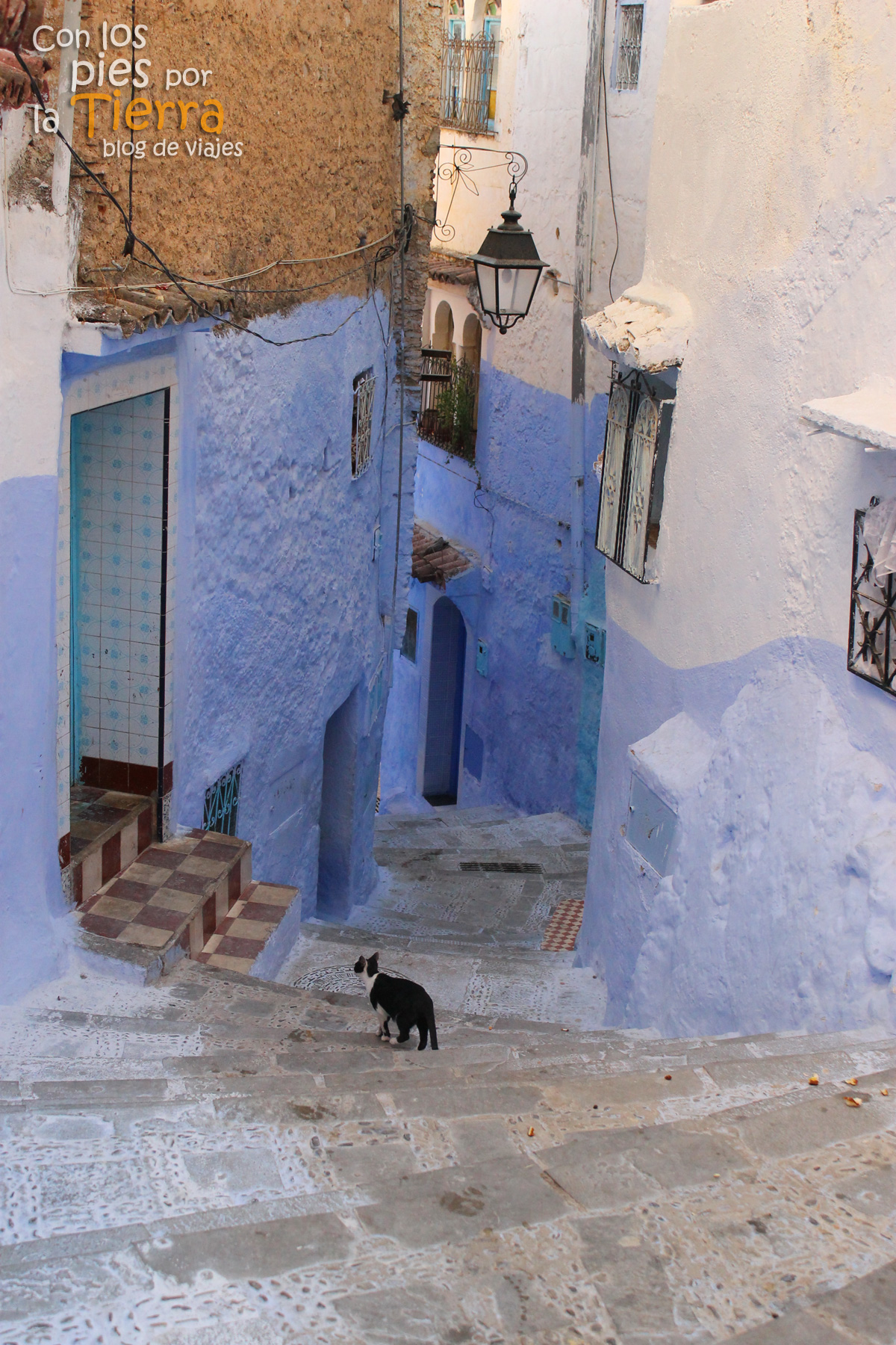 Gatos, un clásico de las imágenes marroquíes