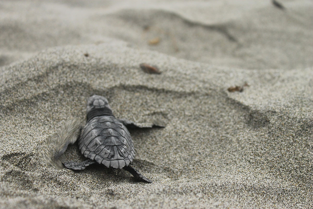 Una recién nacida tortuguita buscando el mar